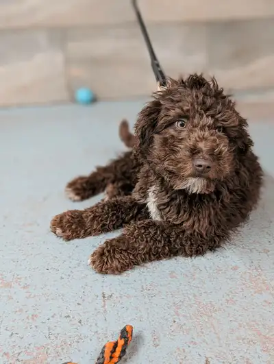 Chien d’eau espagnol, View more