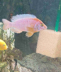 Strawberry peacock cichlids. 