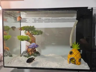Fluval Spec 16 US Gallon (60L) aquarium for sale. Tank is currently drained but was running recently...