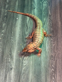 Female Red Argentine Tegu For Sale