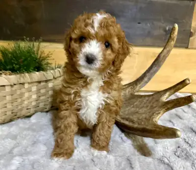 Toy  Aussiedoodles F1B, View more