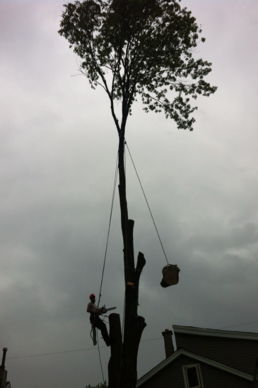 $SPECIALS$ DISCOUNTS FREE QUOTES FULLY INSURED AtoZ VIKING TREE in Lawn, Tree Maintenance & Eavestrough in Kingston - Image 6