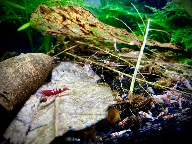 Caridina Pinto Shrimp ( Crystal Red Shrimp x Red Zebra Pinto) in Fish for Rehoming in Oakville / Halton Region - Image 3
