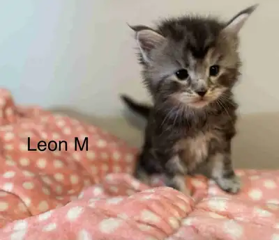 Purebred Maine coon Kittens, View more