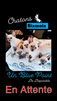 Chaton siamois Mâle Blue Point   ☆EN ATTENTE☆