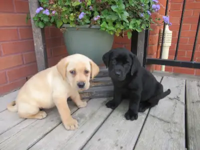 Purebred Labrador Retriever Puppies, View more