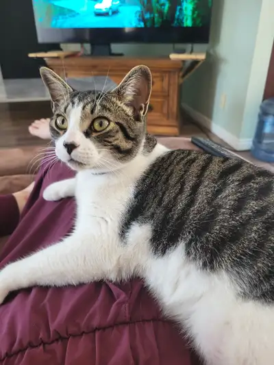 Bonjour sais avec le coeur très gros que je doit me départir de mon chat qui a 1an et demi. C'est un...