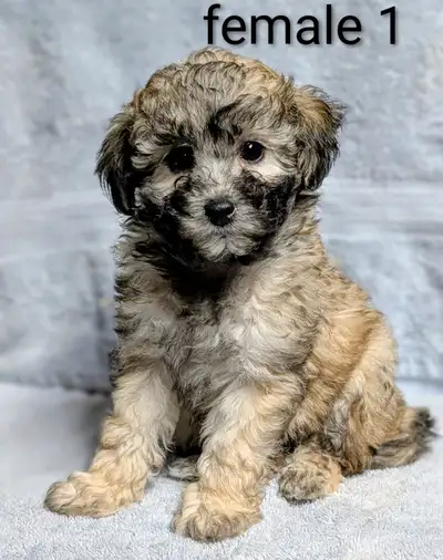 Bichonpoo puppies, View more