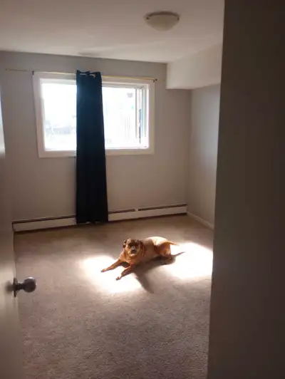 Spare bedroom for rent in Highfield Park