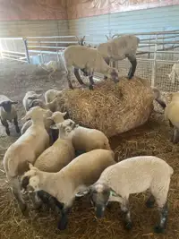Ram lambs 