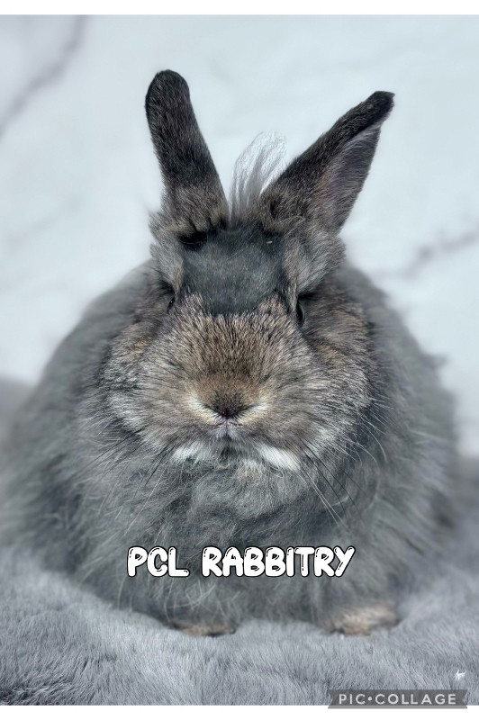 Joli petit lapin nain jersey laineux dans Petits animaux à adopter  à Drummondville - Image 2