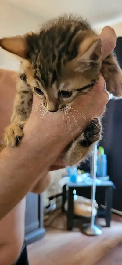 chaton bengal pure race , View more