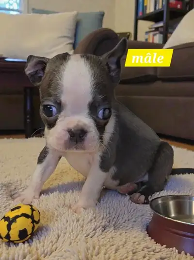 Boston terrier bleu 7 janvier prete a partir, View more