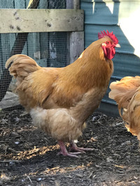 2 Buff orpington roosters *Brothers Never introduced to females 