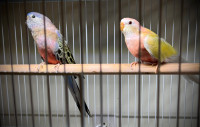 Bourkes parakeets - please read listing.