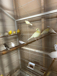  Canaries