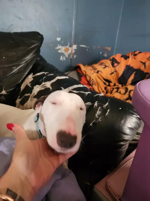 Et voilà nous sommes rendu à notre dernière porter de bébé Bull Terrier, nos 4 femelles tomberont à...