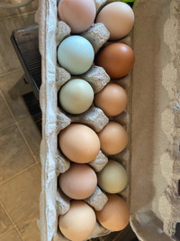 Fertile eggs for sale 