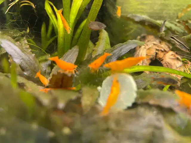 Orange Sunkist Shrimp  in Fish for Rehoming in Hamilton - Image 3