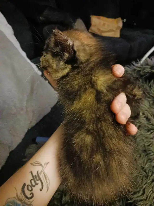 cute loving looking for a forever home in Other in City of Toronto - Image 2