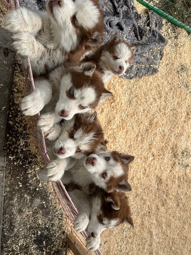 Siberian Huskies in Dogs & Puppies for Rehoming in Prince George - Image 3