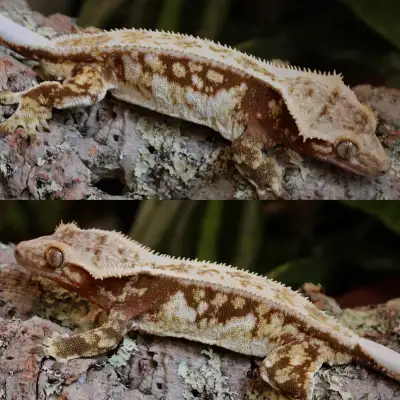 Red Tricolour Female Adult Crestie , View more