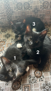 Playful Kittens 4 sale (tabby cat at the last slide)
