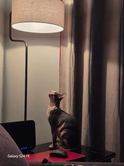 Male Sphynx cat, He's 1 year old. Born October 16 2025. Very affectionate, quite, sweet, very good w...