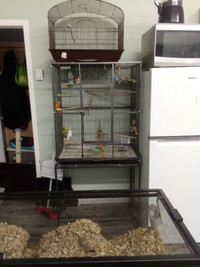 Budgies with flight cage
