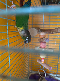 green cheeked conures both for $295 + cage