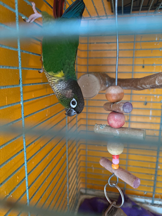 green cheeked conures both for $295 + cage in Birds for Rehoming in Oshawa / Durham Region