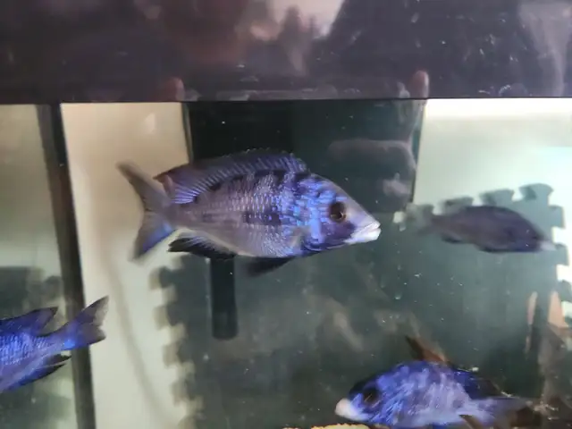Mdoka whitelips/lichnochromis acuticeps in Fish for Rehoming in City of Toronto - Image 7