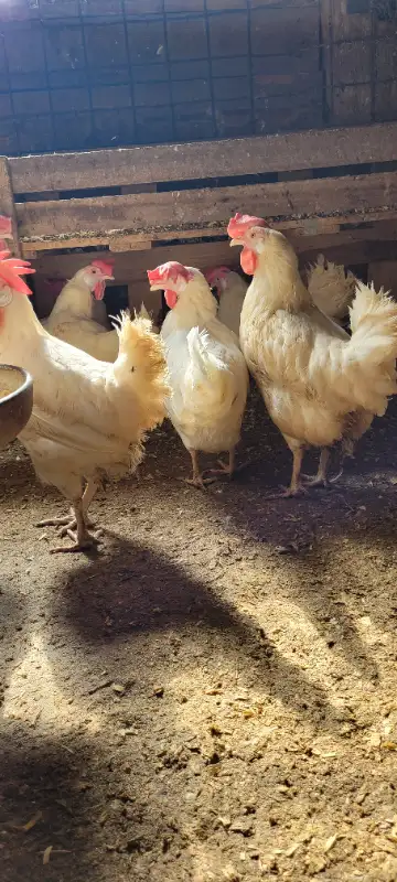 2 year old white laying hens. Still laying 75%. $5.00 each