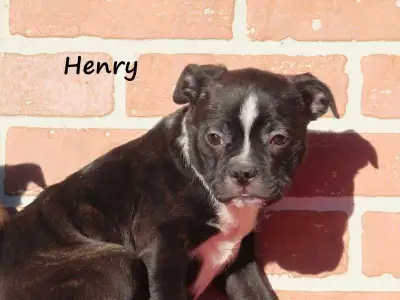 Bugg puppies , View more