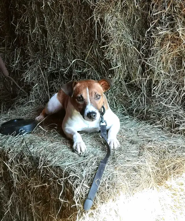 +++Chien Jack Russell mâle adulte à vendre in Dogs & Puppies for Rehoming in Longueuil / South Shore - Image 4