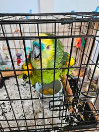 Parrots for Sale