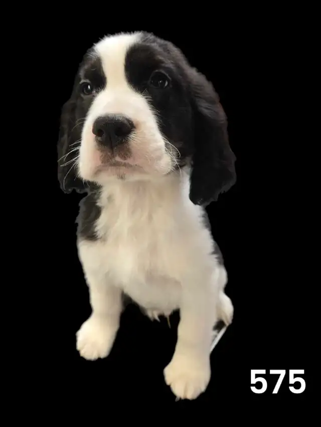Chiots Épagneul Springer anglais in Dogs & Puppies for Rehoming in Laval / North Shore - Image 6