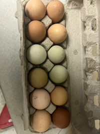 Fertile chicken eggs mixed breeds