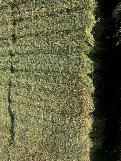 2024 small square grass/alfalfa mix bales, mixed grasses and approx. 30% alfalfa 60 plus pounds , no...