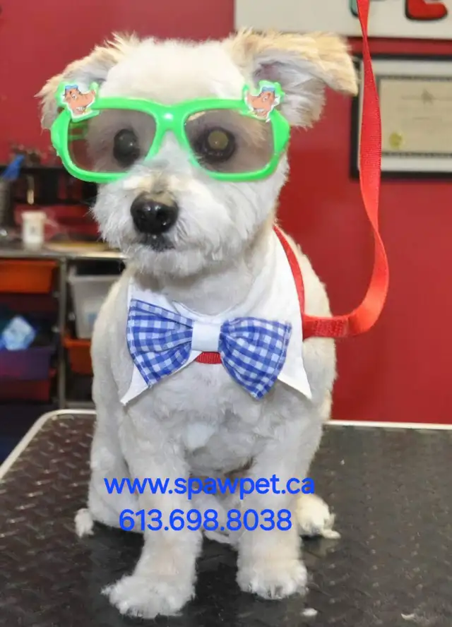 OTTAWA CAT GROOMING - CERTIFIED PROFESSIONAL GROOMER in Animal & Pet Services in Ottawa - Image 2