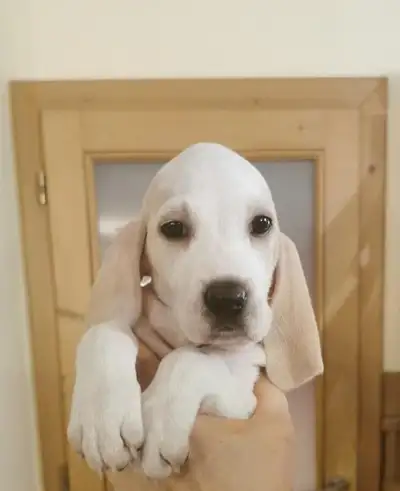 Rare breed Porcelain puppies born in Mississauga, Ontario. AKC registered, healthy, socialized, line...