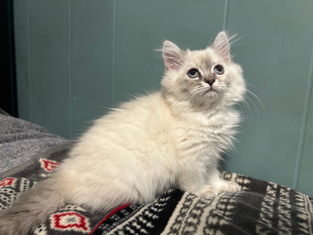 Gorgeous Lynx Point Female Ragdoll in Cats & Kittens for Rehoming in City of Toronto