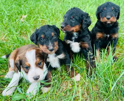 We are excited to introduce Mia’s second litter of Labrabernedoodle puppies. On May 9, 2025 , Mia ha...