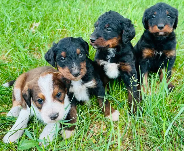 Tricolored Labrabernedoodles for sale - $250 in Dogs & Puppies for Rehoming in Winnipeg - Image 2