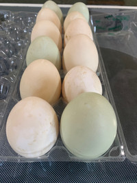 Farm Fresh Duck Eggs 