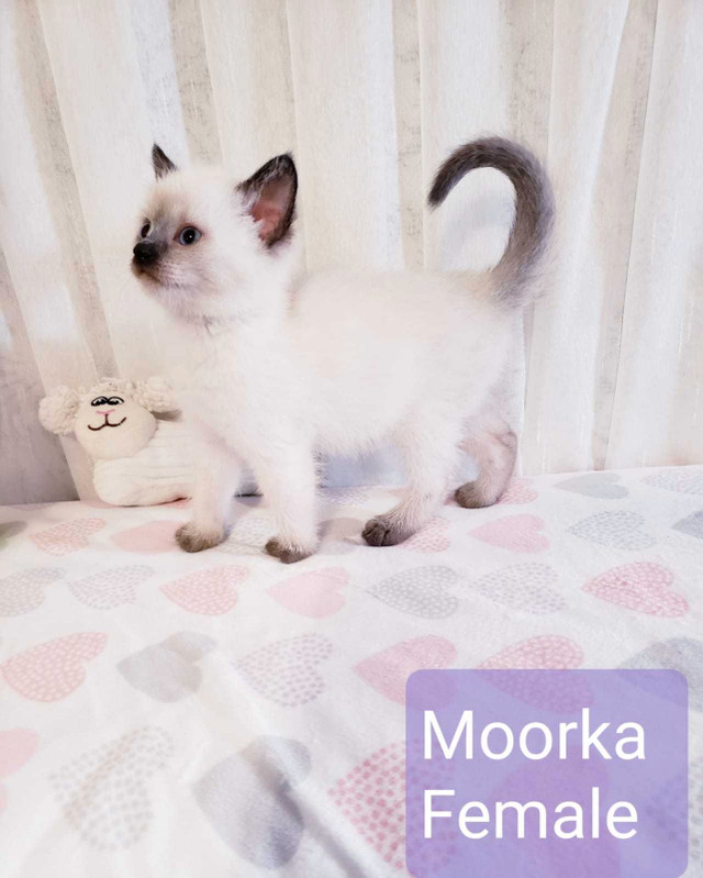 Siamese Kittens in Cats & Kittens for Rehoming in Winnipeg - Image 4
