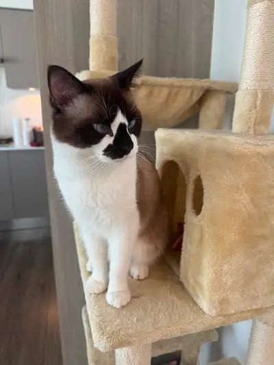 1.5 year old cat, View more
