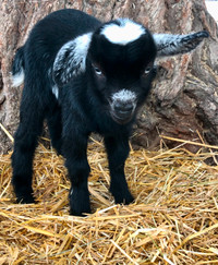 Pygmy/Nigerian Dwarfs goats