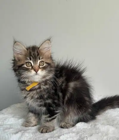 hypoallergenic Siberian kitten , View more