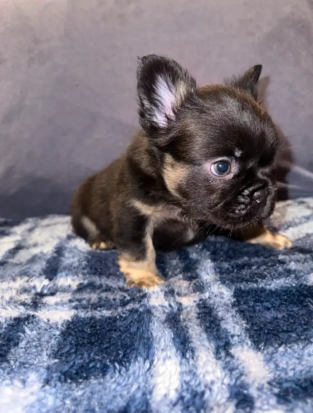 Fluffy Frenchie for Sale in Dogs & Puppies for Rehoming in City of Toronto - Image 3